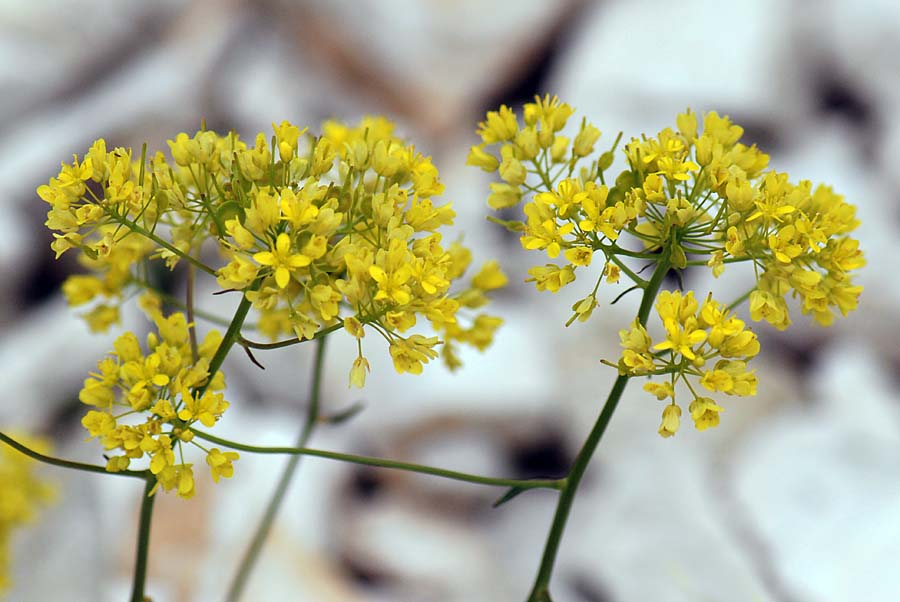 Biscutella laevigata s.l.